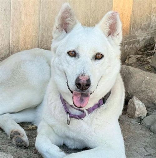 Photo of Honda, adoptable Siberian Husky in Camarillo, California