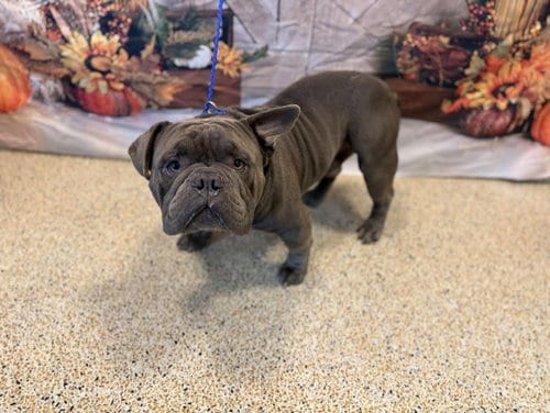 Photo of Rene, adoptable English Bulldog in Miami, Florida