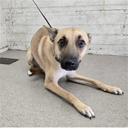Photo of Leah, adoptable German Shepherd Dog in San Bernardino, California