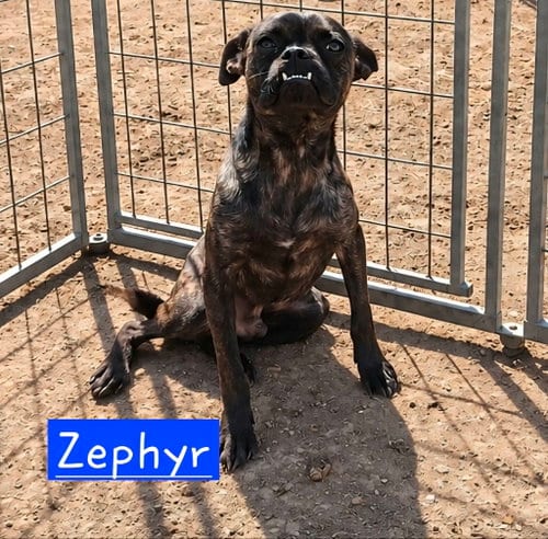 Photo of Zephyr, adoptable Pug in Robbinsdale, Minnesota