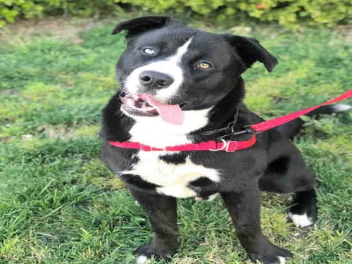 Photo of Pugsley, adoptable Staffordshire Bull Terrier in Alameda, California
