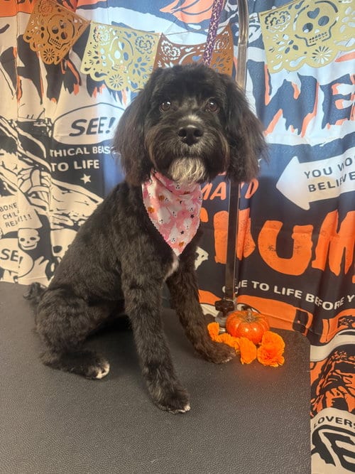 Photo of Bella, adoptable Poodle (unknown type) in Virginia Beach, Virginia