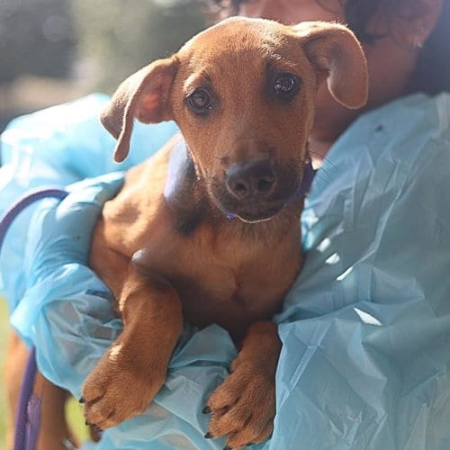 Photo of Raven, adoptable Labrador Retriever in San Antonio, Texas