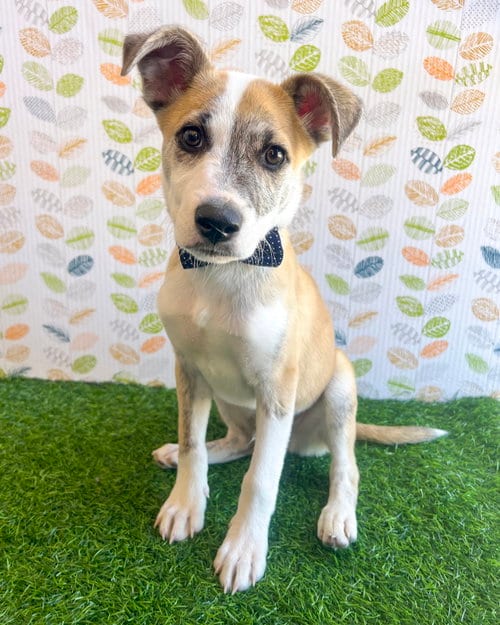 Photo of Benjamin, adoptable Terrier in Corona, California