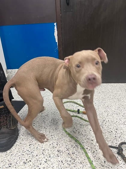 Photo of Monkey Bread, adoptable dog in Atlanta, Georgia