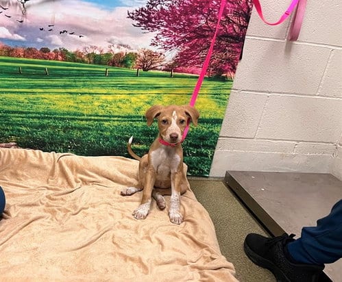 Photo of Cookie, adoptable Pit Bull Terrier in Moreno Valley, California