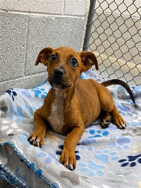 Photo of Poison Ivy, adoptable Boxer in Statesville, North Carolina