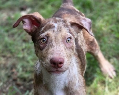 Photo of Ryder, adoptable Catahoula Leopard Dog in Anniston, Alabama