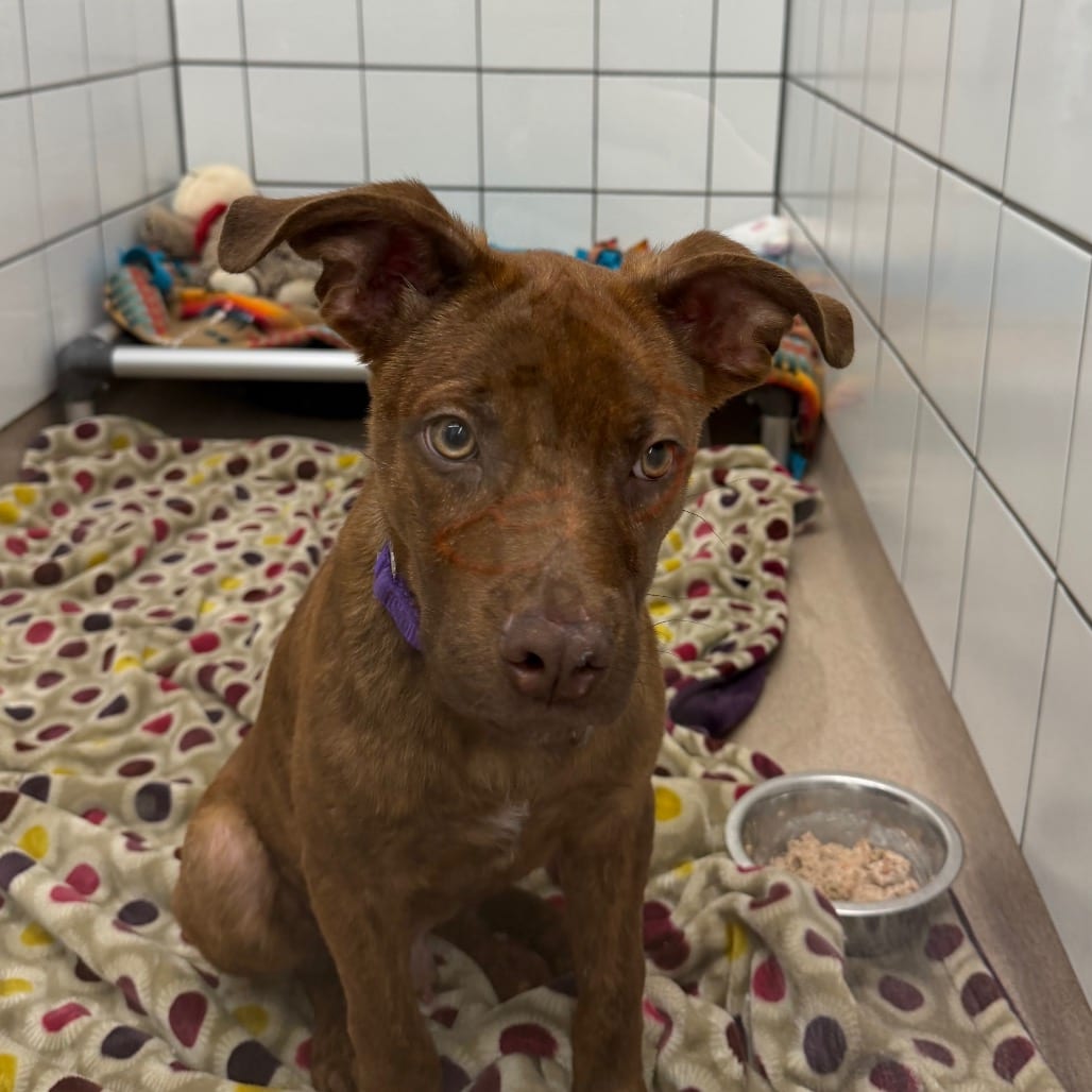 Photo of Perry, adoptable Shepherd / Mixed Breed (Medium) in Zanesville, Ohio
