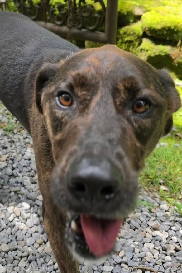Photo of Paisley, adoptable Mixed Breed in Crossville, Tennessee