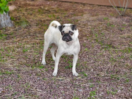Photo of Sophia, adoptable Pug in Santa Fe, New Mexico