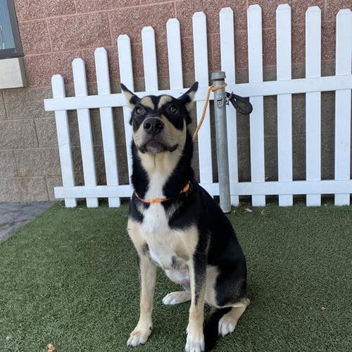Photo of A614594, adoptable German Shepherd Dog in Modesto, California