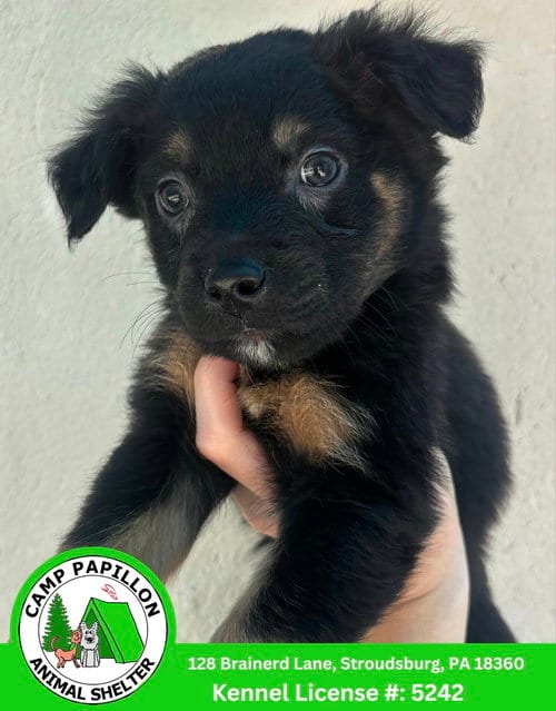 Photo of Bits, adoptable Bernese Mountain Dog in Stroudsburg, Pennsylvania