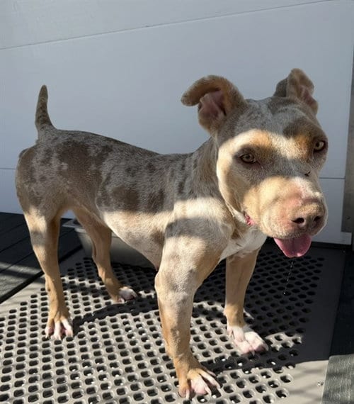 Photo of Dream, adoptable Pit Bull Terrier in San Bernardino, California