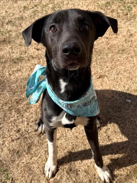 Photo of Dodge, adoptable Labrador Retriever in Tulsa, Oklahoma