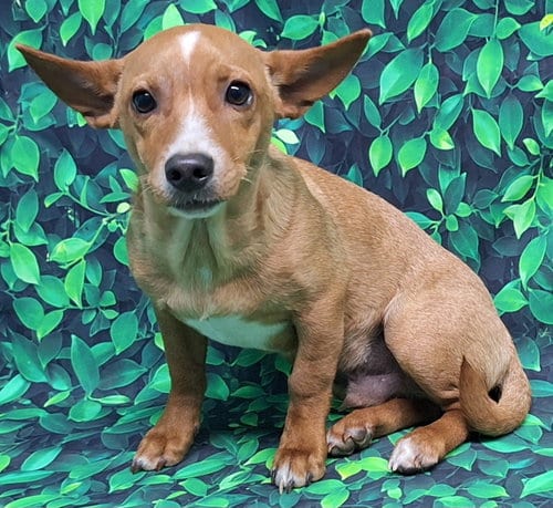 Photo of Benny, adoptable Chihuahua in Wetumpka, Alabama