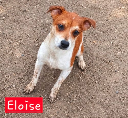Photo of Eloise, adoptable Rat Terrier in Robbinsdale, Minnesota