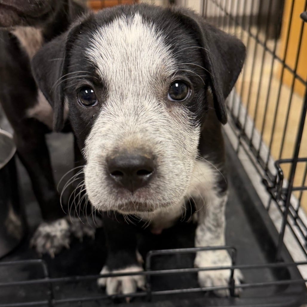 Photo of Cypress- 090902U, adoptable Retriever, Black Labrador / Mixed Breed (Medium) in Tupelo, Mississippi