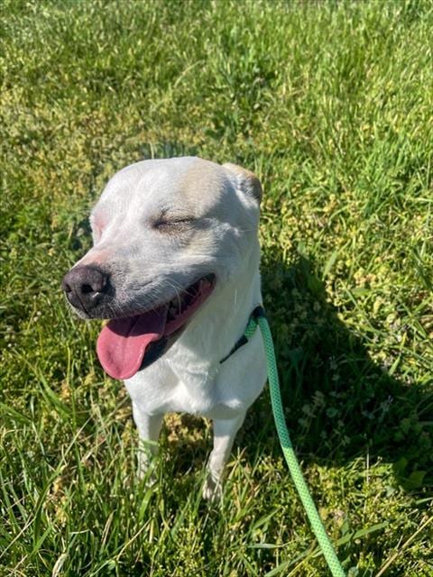 Photo of Susannah, adoptable Labrador Retriever in Rogers, Arkansas