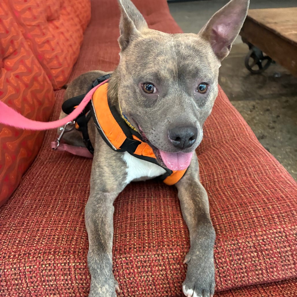 Photo of Bridge, adoptable Mixed Breed (Medium)