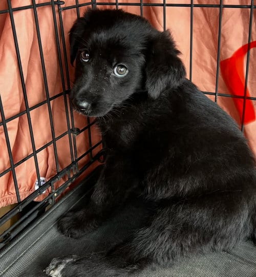 Photo of Otis (NY-Sarah), adoptable Newfoundland Dog in SHERBURNE, New York