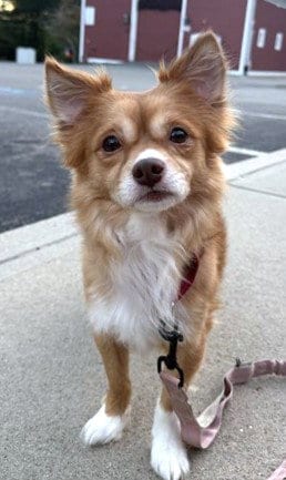 Photo of Mango, adoptable Chihuahua in Dedham, Massachusetts