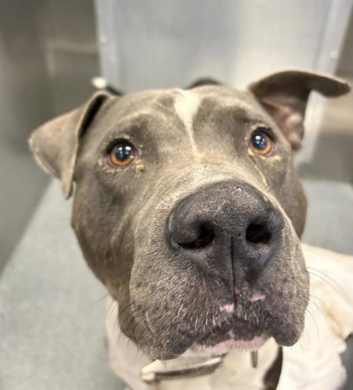 Photo of Dumbo, adoptable Pit Bull Terrier in Dallas, Texas