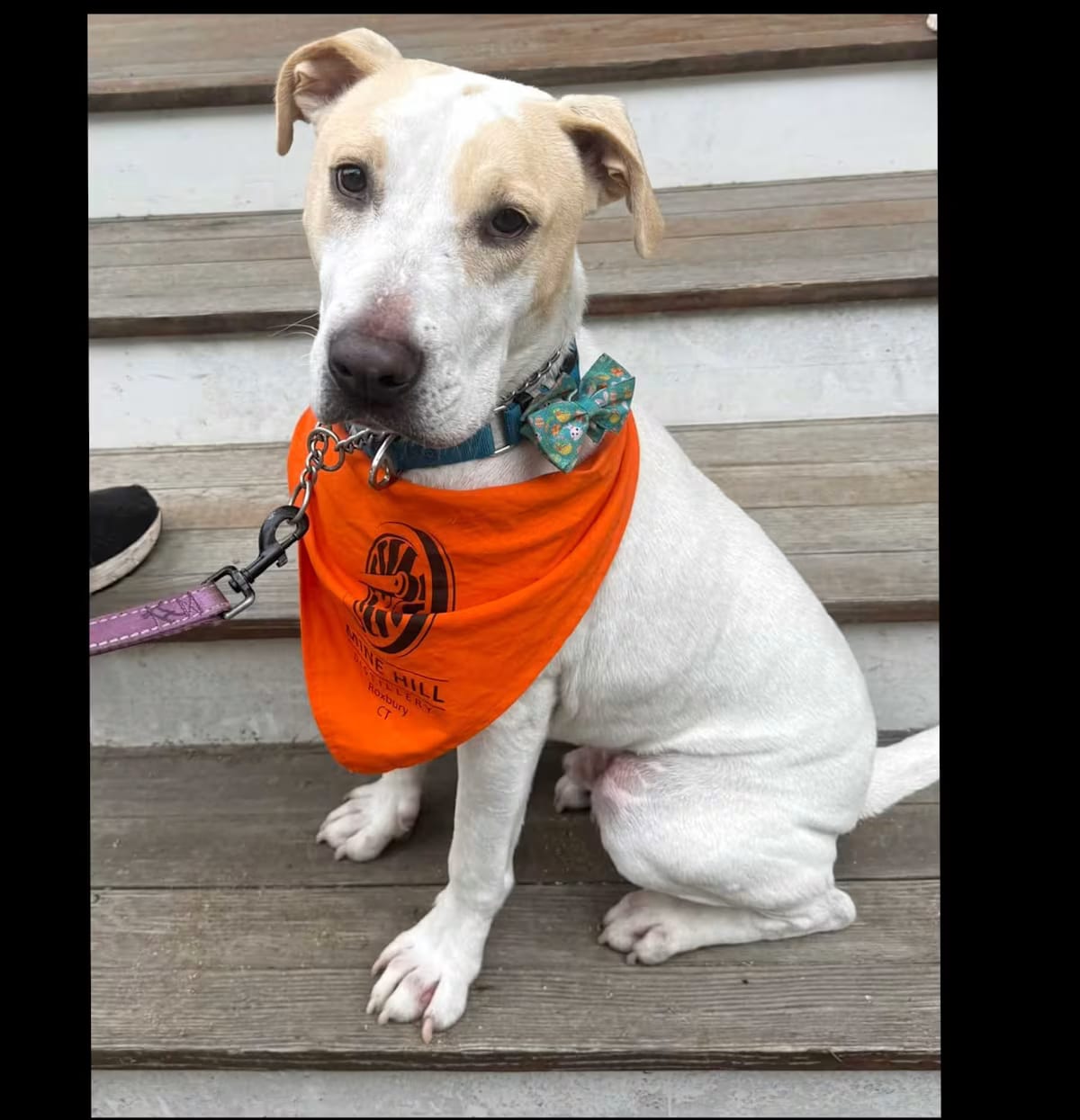 Photo of Chance, adoptable Labrador Retriever/Hound (Unknown Type) in New Milford, Connecticut