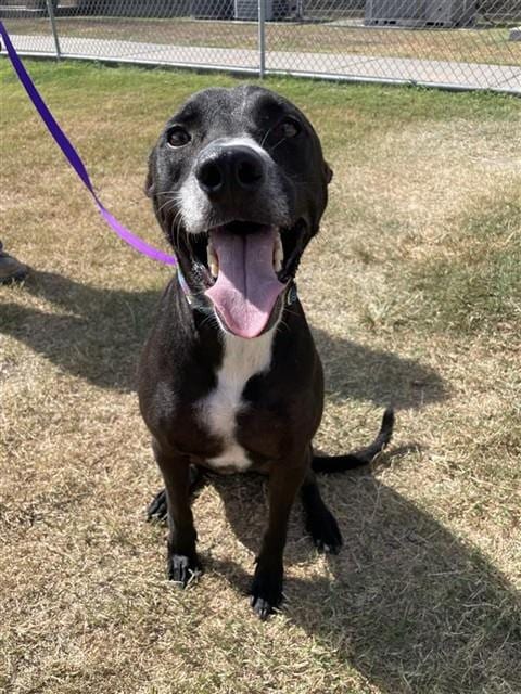 Photo of Oreo, adoptable Labrador Retriever in Corpus Christi, Texas