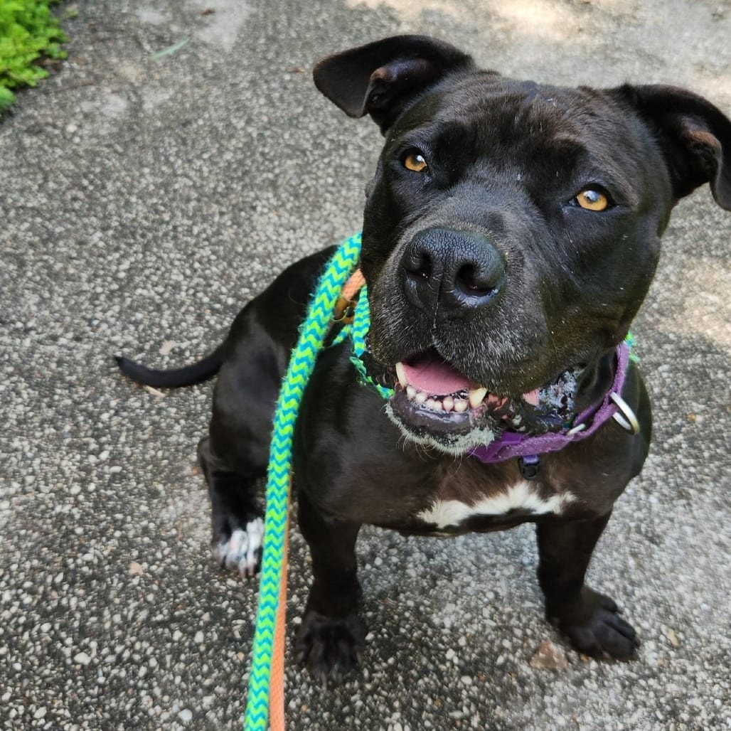 Photo of Puma, adoptable Mixed Breed (Large) in St. Louis, Missouri