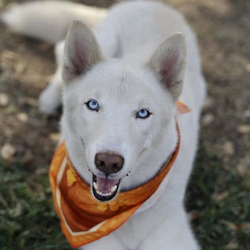 Photo of Ghost, adoptable Husky in San Antonio, Texas