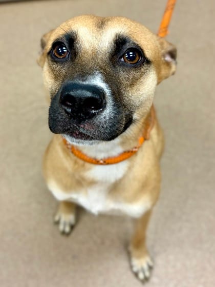 Photo of Loopsie, adoptable dog in Chamblee, Georgia