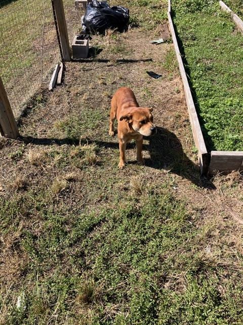 Photo of Darlin, adoptable Pug in Dallas, Texas