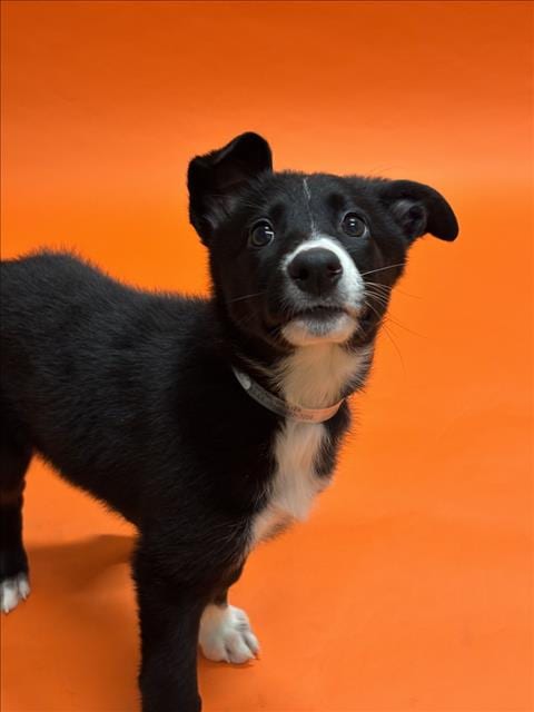 Photo of Alani, adoptable Border Collie in Hayward, California