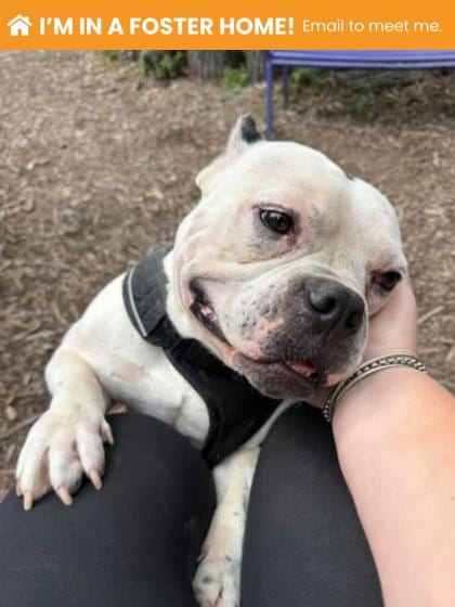 Photo of Gravy 2 (Sicco), adoptable dog in Baltimore, Maryland