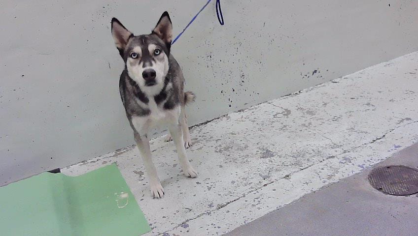 Photo of Luna, adoptable Alaskan Husky mix in Houston, Texas