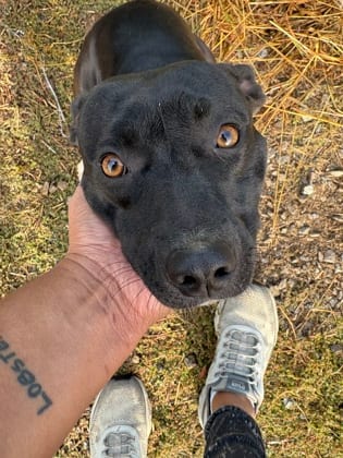 Photo of Alice, adoptable Terrier, Pit Bull/Mix in Raeford, North Carolina