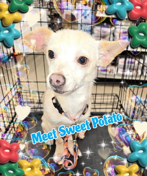 Photo of Sweet potato, adoptable Chihuahua in Pipe Creek, Texas