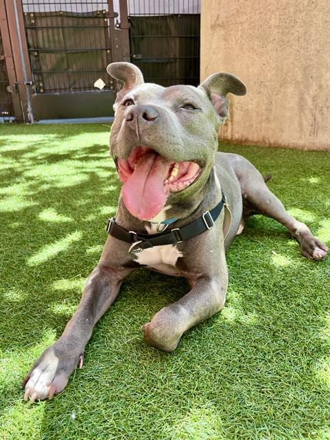 Photo of Ryan, adoptable Pit Bull Terrier in San Francisco, California
