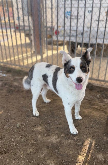 Photo of Borabora, adoptable Australian Cattle Dog/Blue Heeler in Riverside, California