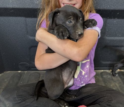 Photo of Angelica, adoptable Pit Bull Terrier in Chapel Hill, North Carolina