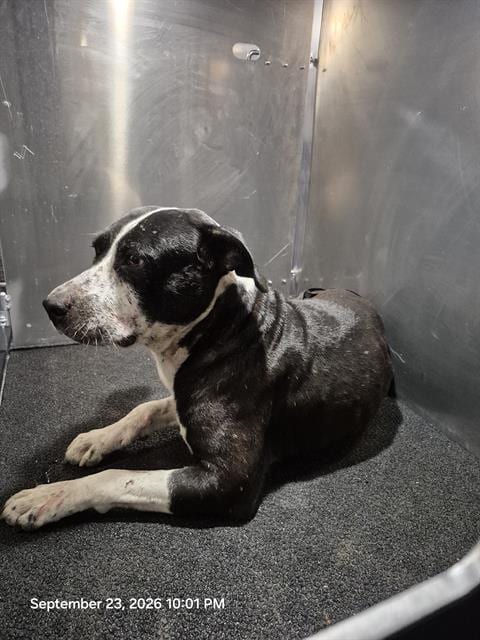 Photo of Victor, adoptable American Staffordshire Terrier in San Antonio, Texas
