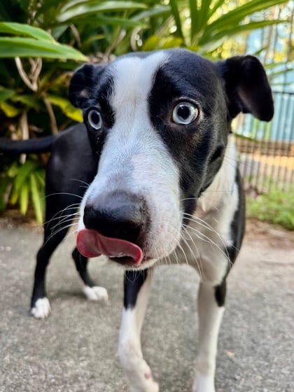 Photo of Frost, adoptable Mixed Breed in New Orleans, Louisiana