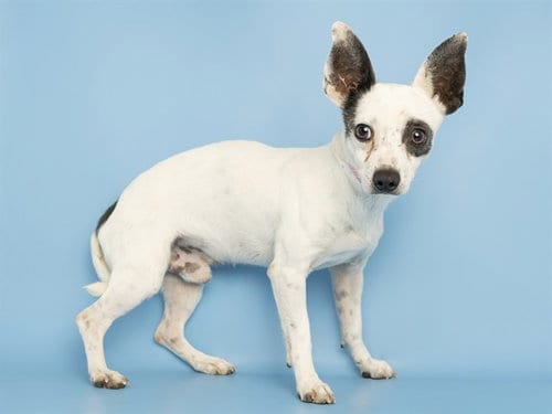 Photo of October, adoptable Chihuahua in Phoenix, Arizona