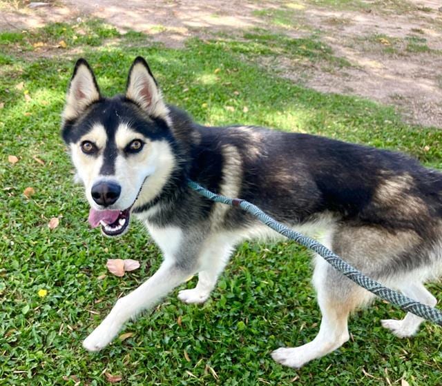 Photo of Sceeter, adoptable Alaskan Husky mix in Albuquerque, New Mexico