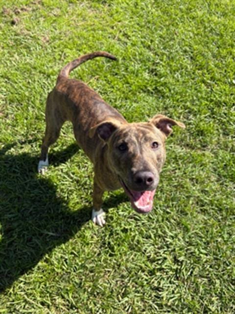 Photo of A524052, adoptable Pit Bull Terrier in Wilmington, North Carolina