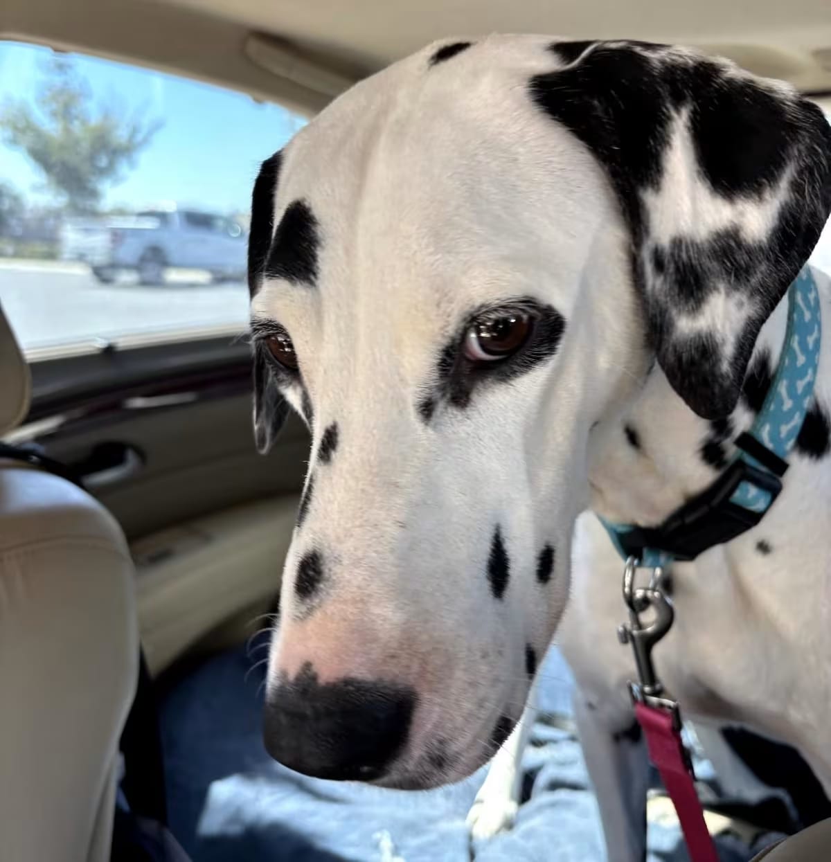 Photo of Dalmatian, adoptable dog in Valentine-Fresno, California