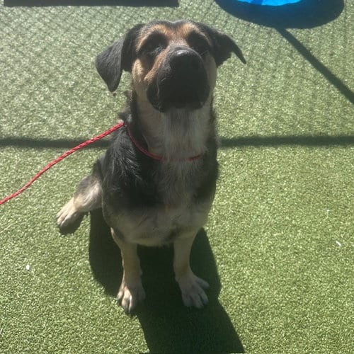 Photo of Scout, adoptable German Shepherd Dog in Pasadena, Texas