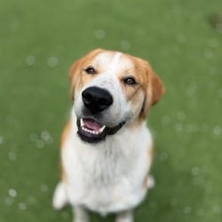 Photo of Snookums, adoptable Great Pyrenees Mixed Breed (Medium) in Loxahatchee, Florida