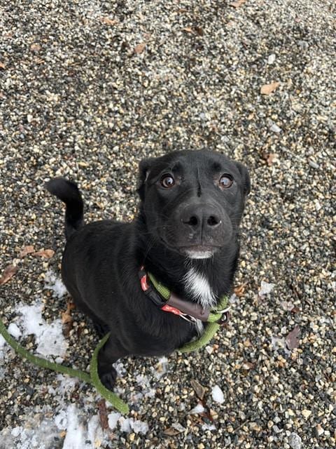 Photo of London, adoptable Labrador Retriever in Palmetto, Florida